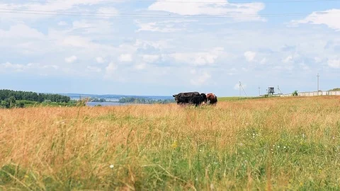 Cows Breeding Stock Footage 88262505