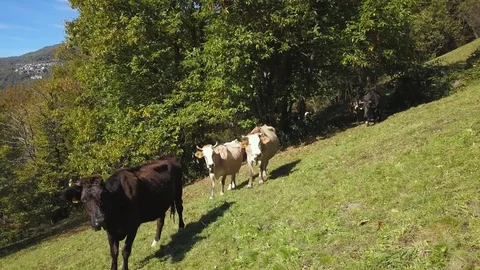 Cows breeding on mountains Video stock 80821916