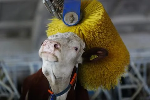 Cows brushing at the farm, Rotating Brush Scratcher for Cows at Modern Farm.. Stock Photos