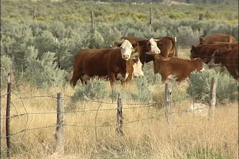 Cows in Brushy Field Staring into Camera Stock Footage 121533450