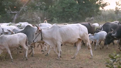 Cows bull and buffalo Stock Footage 196006223