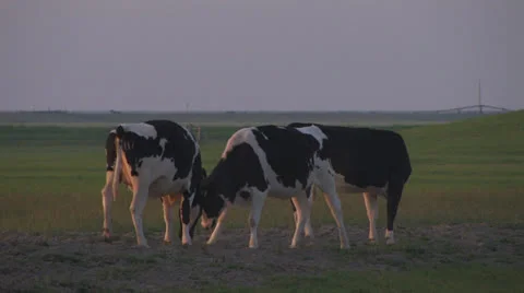 Cows bumping heads at sunset Stock Footage 25649671