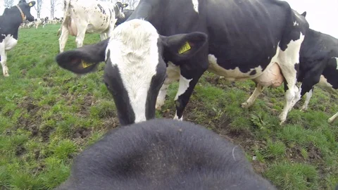 Cows bumping in meadow - Point of view Cow! Stock Footage 102774852