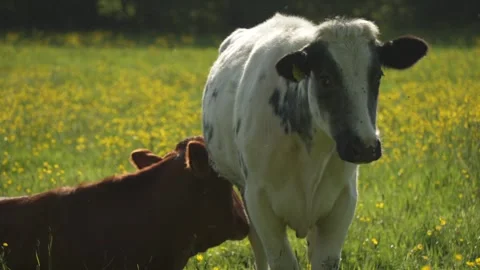 Cows in buttercup field during spring, Baslow, Derbyshire, England Stock Footage 242424024