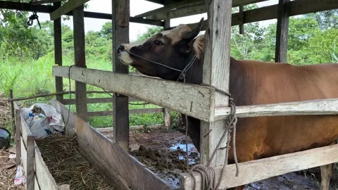 Cows in the cage Stock Footage 279153153