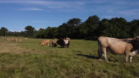 Cows, calf and bulls Stockbeeldmateriaal 155210285