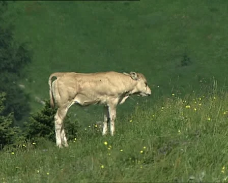 COWS calf grazing AUDIO Video stock 11465045