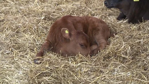 Cows calf in shed 2 Video stock 76260425