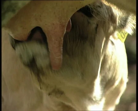 COWS calf sucking milk 스톡 동영상 10837073