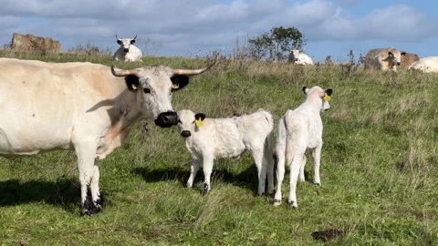 Cows with calfs on the fild Stock Footage 218089947