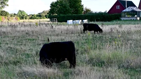 Cows calmly grazing in a field Stock Footage 138888444
