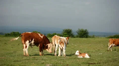 Cows, calves and bull Stock Footage 24653057