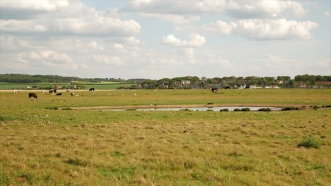 Cows with calves graze in the meadow in a background of forest and blue sky. Stock Footage 108625330