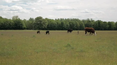 Cows with calves graze in the meadow in a background of forest and blue sky. Stock Footage 108964999