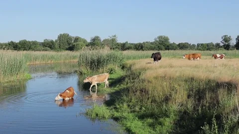 Cows came to the river bank in the countryside to get drunk and cool off a bit.  Stock Footage 252171613