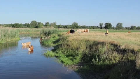 Cows came to the river bank in the countryside to get drunk and cool off a bit. Stock Footage 252173967