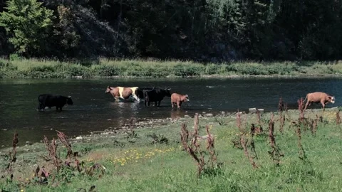 Cows came to the river Stock Footage 247967630