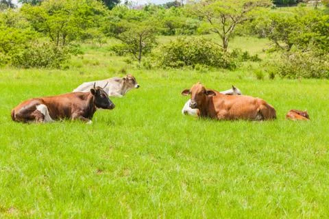 Cows Cattle Animals Resting Stock Photos