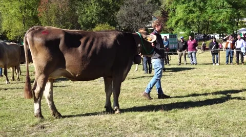Cows at a cattle fair Stock Footage 68760436