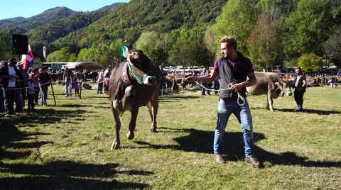 Cows at a cattle fair Stock Footage 68760450