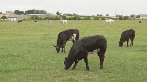 Cows cattle in a farm field medium close up stock footage Vídeo Stock 314312274