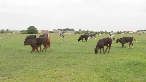 Cows cattle in a farm field medium close up stock footage Vídeos de archivo 314312420