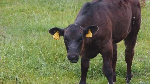 Cows cattle in a farm field medium close up slow motion stock footage Vídeo Stock 314317071