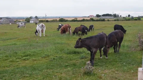 Cows cattle in a farm field medium close up slow motion stock footage Vídeos de archivo 314317134