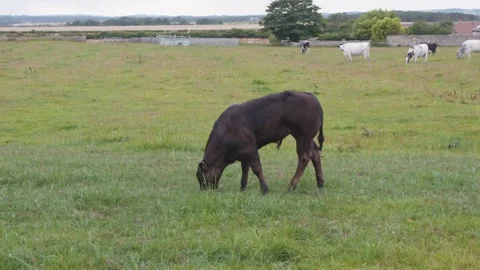 Cows cattle in a farm field medium close up slow motion stock footage Vídeos de archivo 314317268