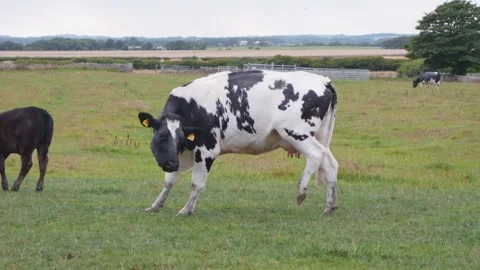 Cows cattle in a farm field medium close up slow motion stock footage Vídeos de archivo 314317430