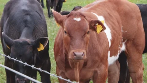 Cows cattle in a farm field medium close up slow motion stock footage Vídeos de archivo 314317533
