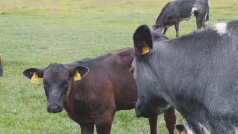 Cows cattle in a farm field medium close up slow motion stock footage Vídeos de archivo 314317599