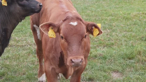 Cows cattle in a farm field medium close up slow motion stock footage Vídeos de archivo 314317770