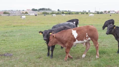 Cows cattle in a farm field medium close up slow motion stock footage Vídeos de archivo 314317999