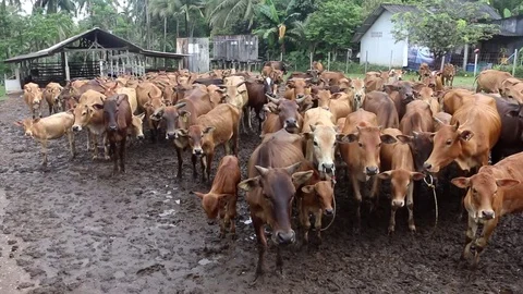 Cows On A Cattle Farm In Thailand Stock Footage 86288346