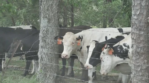 Cows Cattle Stock Footage 75639814
