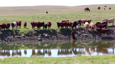 Cows cattle graze a field at a pond 動画素材 54912435