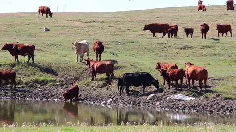 Cows cattle graze a field at a pond Stock Footage 54912462