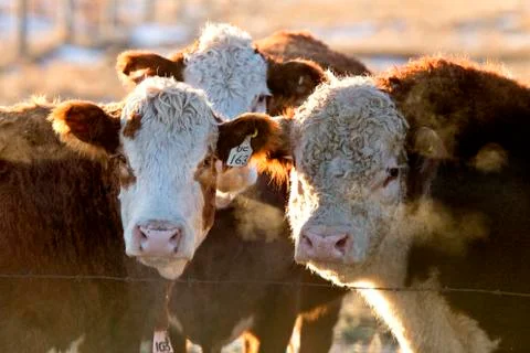 Cows cattle huddled in winter Stock Photos