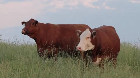 COWS CATTLE MIDWEST FIELD Stock Footage