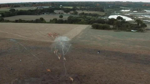 Cows Champ Stock Footage 152145416