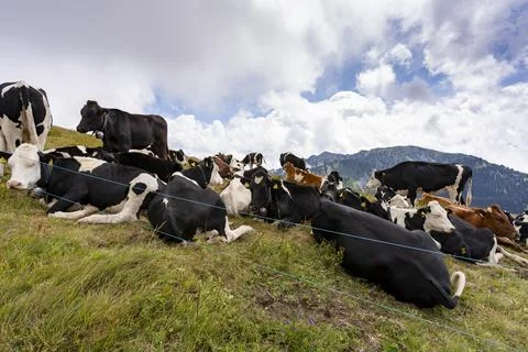Cows in the chatel mountain Stock Photos