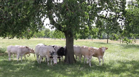 Cows in the cherry orchard. Stock Footage 39736371