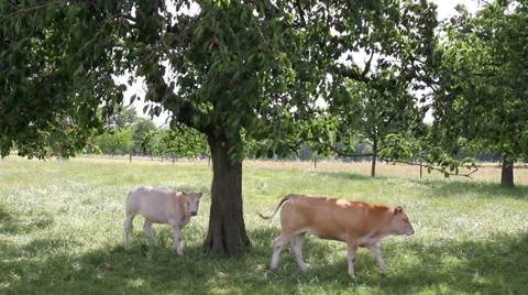 Cows in the cherry orchard. Stock Footage 39766781