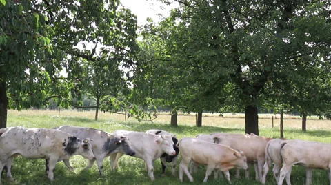 Cows in the cherry orchard. Stock Footage 39766940