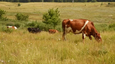 Cows chew grass in the meadow. Stock Footage 119267581