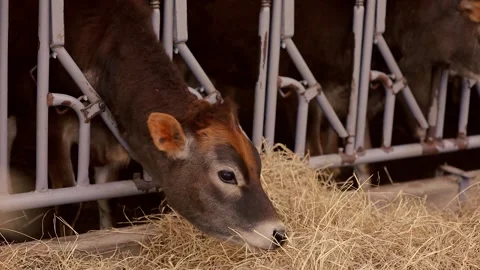Cows chew hay at farm in Pennsylvania Stock Footage 303121453