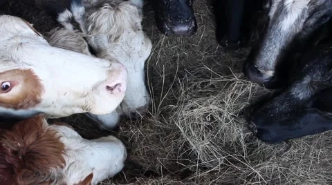 Cows chewing aerial shot Stock-Footage 45263512