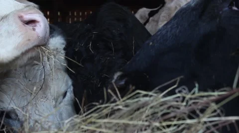 Cows chewing closeup Stock Footage 45263169