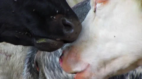 Cows Chewing the Cud Stock Footage 29153541